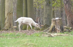 Weißer Hirsch im Wildpark