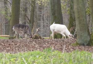 Weißer Hirsch im Wildpark