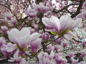 Magnolien