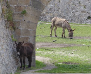 Esel im Burggraben der Citadelle