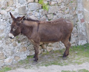Esel im Burggraben der Citadelle