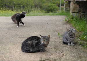 Cat Content