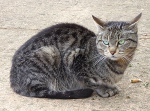 Cat Content