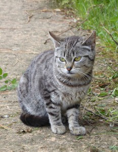 Cat Content