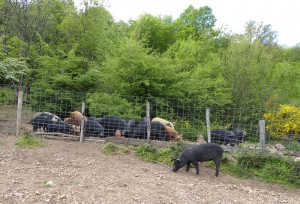 korsische Schweine