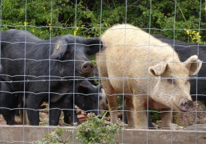 korsische Schweine