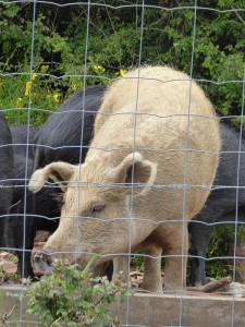 korsische Schweine