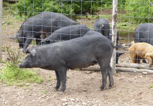 korsische Schweine