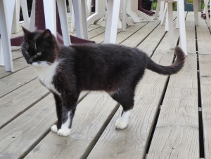 Cat Content