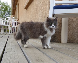 Cat Content