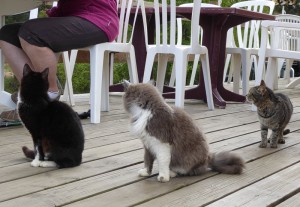 Cat Content
