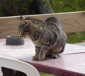 Cat Content