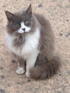 Cat Content