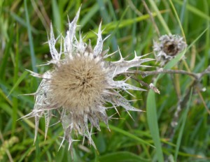 Distel