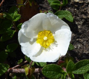 Zistrose