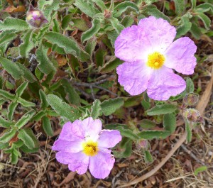 Zistrose