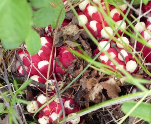 Pilz der Zistrose