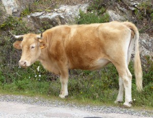 Kühe am Wegesrand
