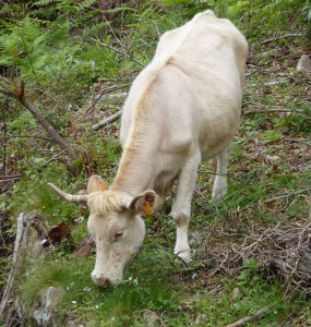 Kühe am Wegesrand