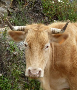 Kühe am Wegesrand