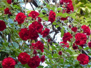 einfach nur schöne Rosen