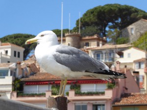 Möwen