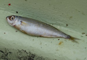 Möwenfutter