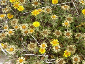 Flora