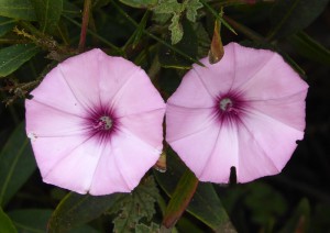 Flora