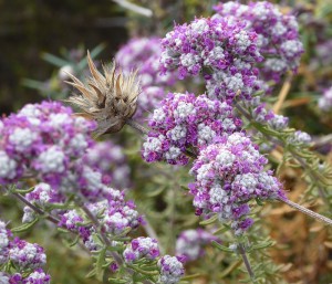 Flora