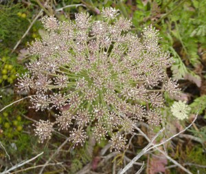 Flora