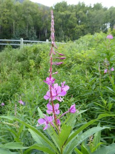 Fireweed