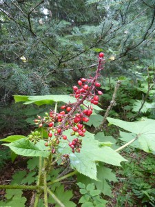 Flora