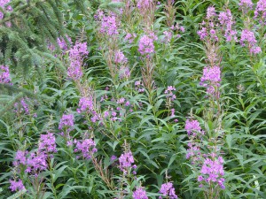 Fireweed