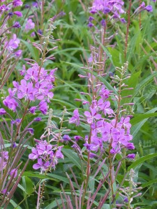 Fireweed