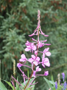 Fireweed