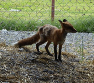 Fuchs