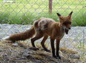 Fuchs
