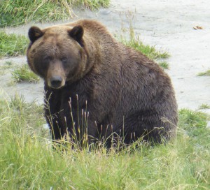 Grizzly