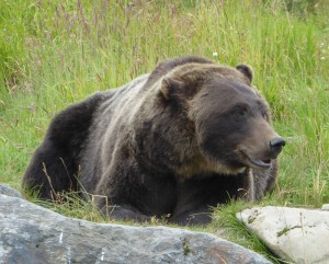 Grizzly