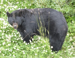 Schwarzbär