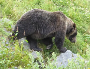 Grizzly