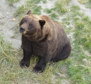 Grizzly