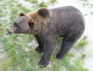 Grizzly