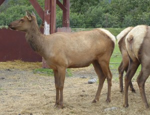 Sitka Schwarz-Schwanz Hirsch