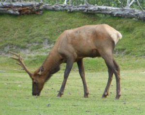 Sitka Schwarz-Schwanz Hirsch
