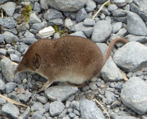 echtes Wildlife