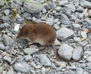 echtes Wildlife