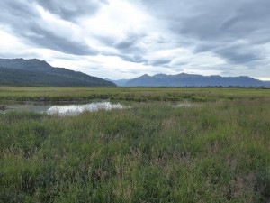 Potter Marsh