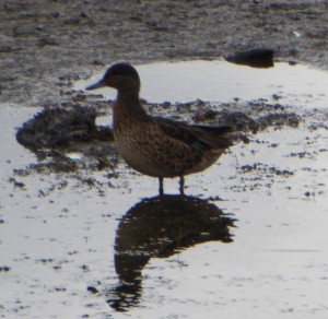 Ente
